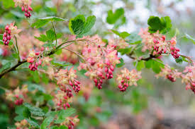 How to grow Ribes sanguineum (Flowering Currant) | BBC Gardeners World  Magazine
