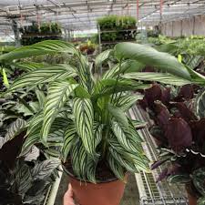 Image result for Calathea