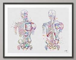 To achieve rapid skeletal muscle function restoration,. Muscular System Watercolor Print Anatomy Art Human Muscles Medical Art Poster Skeletal Muscles Giclee Print Human Body Wall Art Decor Anatomy Art Medical Art Art