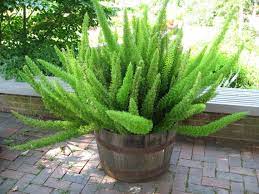 Foxtail Fern 5 Seeds Asparagus Meyeri House Plant Seed Rare Etsy