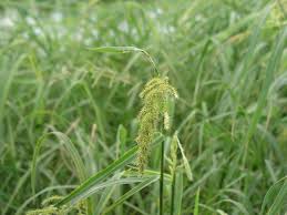 Image result for Echinochloa crus-pavonis