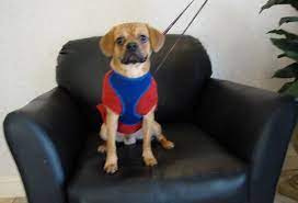 I Love Puggles Dog Boarding Near Me Dog Friends Dog Movies