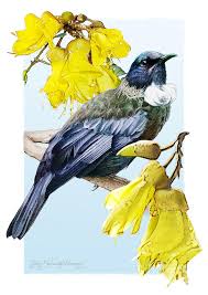 Check spelling or type a new query. New Zealand Tui Drawing By Tony Schaufelberger