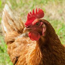 Image result for comet hen