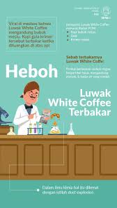 Luwak White Koffie Bisa Terbakar Tapi Tak Berarti Berbahaya Kopi Belajar Kutipan Pengetahuan