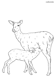 Animated baby deer coloring page for kids. Deers Coloring Pages Free Printable Deer Coloring Sheets