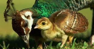 Birds That Cannot Fly In India Peacock Family Animals Beautiful Animals Beautiful Birds