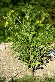 Image result for Guizotia