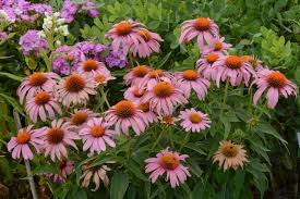 Although the deer don't bother my garden, the rabbits like a few things, especially in early spring. Deer Resistant Perennials Hgtv