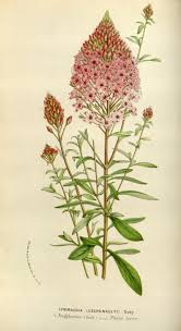 v 10 1854 55 flore des serres et des jardins de l 39 europe biodiversity heritage library botanical drawings botanical illustration botanical art