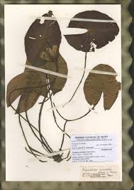 Image result for Nymphaea maculata