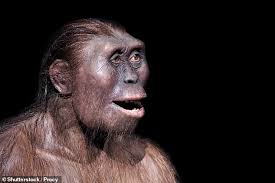 From late middle english humayne, humain, from middle french humain, from latin hūmānus m (of or belonging to a man, human, humane, adjective), from humus, with unclear ū. Ancient Human Ancestor Lucy Was Less Intelligent Than An Ape Study Claims Daily Mail Online