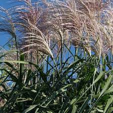 Miscanthus x giganteus biomass, the exisng machinery is being adjusted to these new requirements and new bilandžija et al.: Miscanthus X Giganteus Meidl
