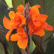 Canna Orange Chocolate Longfield Gardens