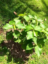 Image result for Acalypha sonderiana