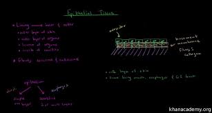 Epithelial And Connective Tissue Video Khan Academy