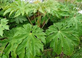 Tetrapanax Papyrifirum Rex Pflanzen