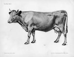 Anatoref Cow Anatomy By Herman Dittrich Cow Illustration Animal Drawings Animal Illustration