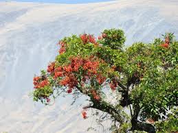 Image result for Erythrina falcata