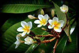 Plumerias are deciduous shrubs that are at home either in a patio container or in the garden. 9 Low Water Tropical Garden Plants Install It Direct
