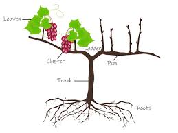 Image result for grape pruning