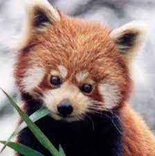 Red Panda Cute Animals Red Panda Animals
