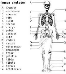 Diagram Of Human Skeleton Skeletal System Worksheet Biology Diagrams Anatomy Flashcards