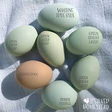 We did not find results for: Chicken Egg Colors By Breed Silver Homestead