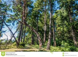 Curving Tree Stock Photo Image Of Nature Forest