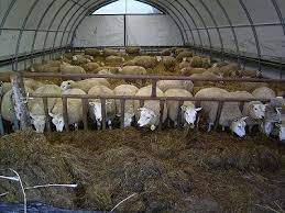 afbeeldingsresultaat voor schapen in stal schapen en staal