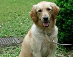 Golden Retriever Study Suggests Neutering Affects Dog Health Uc Davis