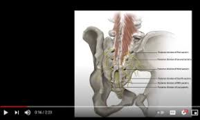 If you have unresolved low back pain, dr. Does The Middle Cluneal Nerve Cause Coccyx Pain Tailbone Pain Tailbone Doctor