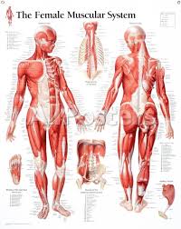 For more anatomy content please follow us and visit our website: Spine Back Muscle Anatomy Poster Medical Educational Chart Antiquitaten Kunst Etedalink Kunst