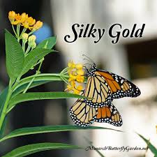 Asclepias Curassavica Tropical Milkweed For Monarchs With Images Milkweed Butterfly Garden Plants Milkweed Plant