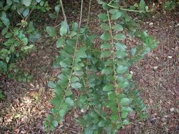 Image result for Scutia myrtina