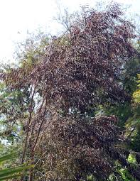 Image result for Agonis