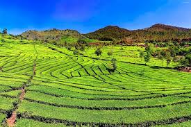 Indahnya kebun teh sukawana di lembang, lokasi dan harga tiketnya. Segarnya Kebun Teh Sukawana Di Lembang Indonesia Tour Travel