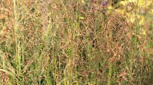 Image result for Eragrostis caespitosa