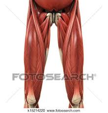 However, the definition in human anatomy refers only to the section of the lower limb extending from the knee to the ankle, also known as the crus or. Upper Legs Muscles Anatomy Clipart K15214220 Fotosearch