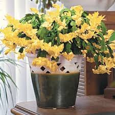 1,294 christmas cactus plants products are offered for sale by suppliers on alibaba.com, of which artificial plant accounts for 7%, flower pots & planters accounts for 2%, and aquatic plants accounts for 1%. Yellow Holiday Cactus Direct Gardening