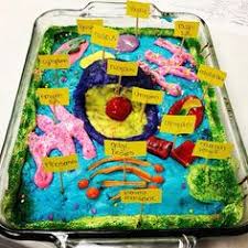 Plant cell project, plant cell structure, simple plant cell plant cell organelles, plant cell project materials, plant cell model labeled #plantcell #3dmodel. 12 Best Plant Cell Cake Ideas Plant Cell Plant Cell Cake Cells Project