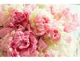 Купить фотообои Пышные ярко-розовые пионы арт. 101082 на стену: цены, фото,  каталог - интернет-магазин «LIKE»