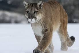 Native to the americas, its range spans from the canadian yukon to the southern andes in south america and is the most widespread. Promontory Residents Warned To Keep Pets Inside After Several Cougar Sightings Chilliwack Progress