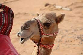 These days it's big business, with races held between october and early april. Why Camel Racing Is The Uae S Most Loved Sport