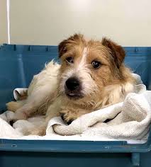 Maybe you would like to learn more about one of these? 188 Dogs Living In Squalor Removed From New Jersey Home Abc News