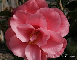 Semidouble to rose form double size: Camellia Shrubs For Sale Georgia Garden Kinsey Family Farm