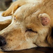 Take him to your vet to get checked to make dogs have an immune system just like people, and the swollen glands in his neck (lymph nodes) may indicate that he has an infection and needs to. Mass Lesion In Dogs And Cats