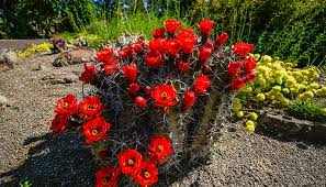 Absolutely flowers, located in twin falls, idaho, is at blue lakes boulevard north 285. Orton Botanical Garden Visit Southern Idaho