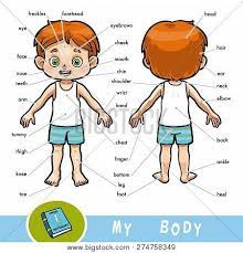 Find out how the eyes and brain work together in this eye video. Puls Parc Embrion My Body Cartoon Stdeclanspenshurst Org