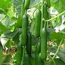 Greenfingers Persian Baby Cucumbers Yahoo Image Search Results Cucumber Seeds Cucumber Garlic Seeds